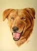 Portrait chien Berger roux d'aprs photo